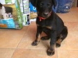 Superbes chiots Beaucerons LOF
