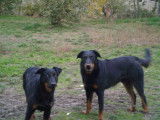 Superbes chiots Beaucerons LOF