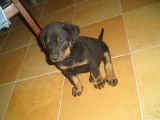 Superbes chiots Beaucerons LOF