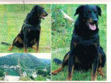 Superbes chiots Beaucerons LOF