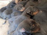 Superbes chiots Beaucerons LOF