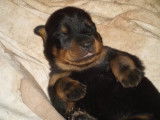 Chiots Beauceron inscrits au LOF à vendre