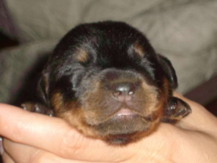 Chiots Beauceron inscrits au LOF à vendre