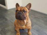 Bouledogue Francais LOF mâle pour saillie