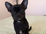 Chien de type Chihuahua à vendre