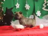 2 superbes petits Cairn Terrier LOF à vendre pour exposition ou compagnie