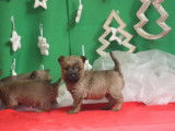 2 superbes petits Cairn Terrier LOF à vendre pour exposition ou compagnie