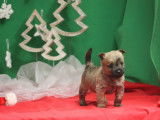 2 superbes petits Cairn Terrier LOF à vendre pour exposition ou compagnie