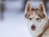 Husky sibérien enregistré