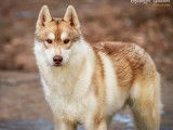 Husky sibérien enregistré