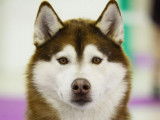 Husky sibérien enregistré