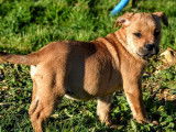 Chiots Dogue de Majorque LOF à vendre