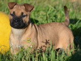 Chiots Dogue de Majorque LOF à vendre