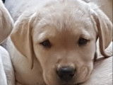 1 chiot Labrador LOF &agrave; vendre