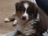 Chiot Berger Australien a vendre