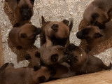Chiots de type Berger Belge Malinois à vendre (6 femelles & 3 mâles)