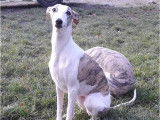 Chiots de race Whippet &agrave; vendre (1 femelle & 4 m&acirc;les)
