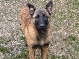 Chiot Malinois LOF lignée travail à vendre