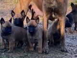 Chiots Malinois LOF lignée travail à vendre