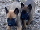 Chiots Malinois LOF lignée travail à vendre