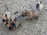Chiots Malinois LOF lignée travail à vendre
