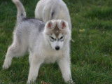 4 chiots Husky Sibérien à vendre (2 femelles & 2 mâles)