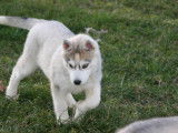 4 chiots Husky Sibérien à vendre (2 femelles & 2 mâles)