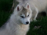 4 chiots Husky Sibérien à vendre (2 femelles & 2 mâles)