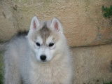 4 chiots Husky Sibérien à vendre (2 femelles & 2 mâles)