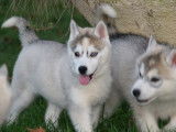 4 chiots Husky Sibérien à vendre (2 femelles & 2 mâles)