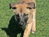 Chiots de race Berger Belge Malinois à vendre (2 femelles)