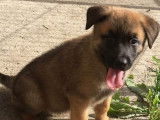 Chiots de race Berger Belge Malinois à vendre (2 femelles)