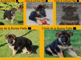 Chiots Bergers Allemands LOSH à vendre