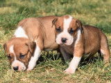 A réserver Chiots American Staffordshire Terrier