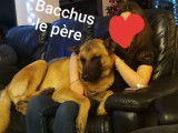 Magnifiques chiots Berger Malinois à vendre