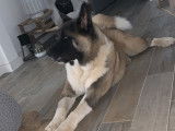 De type Akita Am&eacute;ricain disponible pour saillie