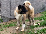 De type Akita Am&eacute;ricain disponible pour saillie