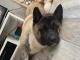 De type Akita Am&eacute;ricain disponible pour saillie