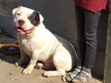 Superbe mâle adulte American Bully pocket ABKC à vendre