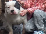 Superbe mâle adulte American Bully pocket ABKC à vendre