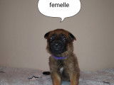 Chiots de type Berger Belge Malinois à vendre (5 femelles & 7 mâles)