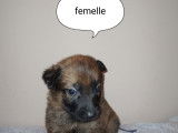 Chiots de type Berger Belge Malinois à vendre (5 femelles & 7 mâles)