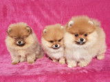 Magnifiques chiots spitz pomeraian nounnours
