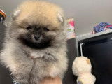 Magnifiques chiots spitz pomeraian nounnours