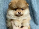 Magnifiques chiots spitz pomeraian nounnours