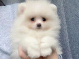 Magnifiques chiots spitz pomeraian nounnours