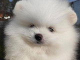 Magnifiques chiots spitz pomeraian nounnours