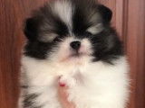 Magnifiques chiots spitz pomeraian nounnours