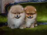 Magnifiques chiots spitz pomeraian nounnours