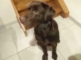 Labrador chocolat disponible pour saillie